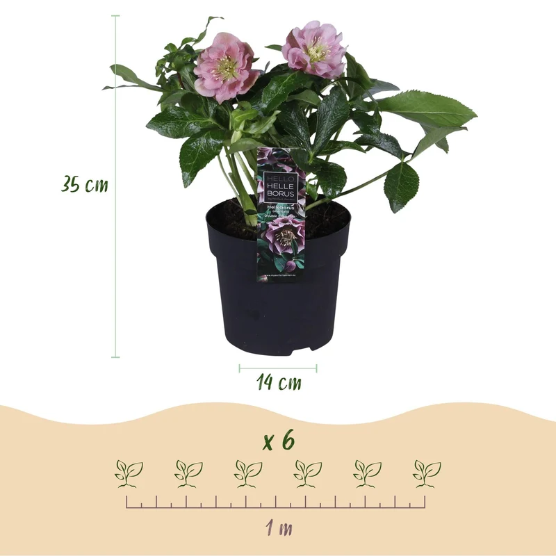 Helleborus orientalis ‘Double Ellen Pink’ – immergrün & pflegeleicht – rosa Blüte – 14 cm Topf, ca. 35 cm hoch