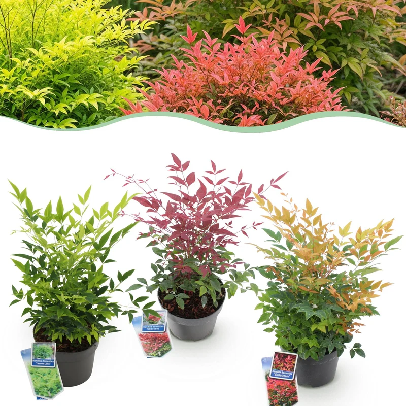 Nandina 'Tricolour' – 3 rośliny – zimozielone i łatwe w pielęgnacji – żółto-czerwono-pomarańczowe – doniczka 17 cm, wysokość ok. 45 cm