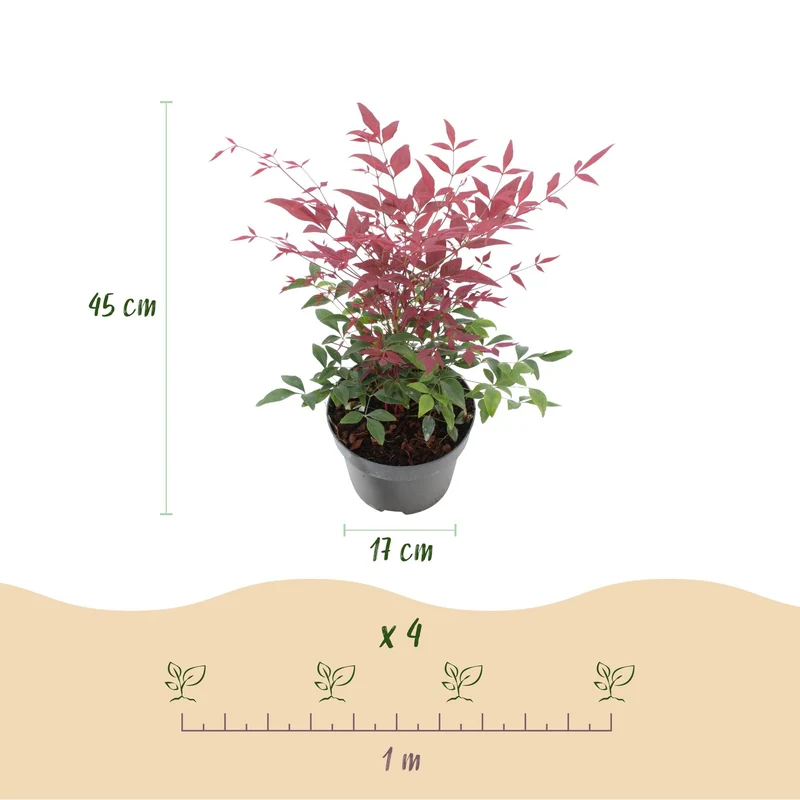 Nandina 'Tricolour' – 3 rośliny – zimozielone i łatwe w pielęgnacji – żółto-czerwono-pomarańczowe – doniczka 17 cm, wysokość ok. 45 cm