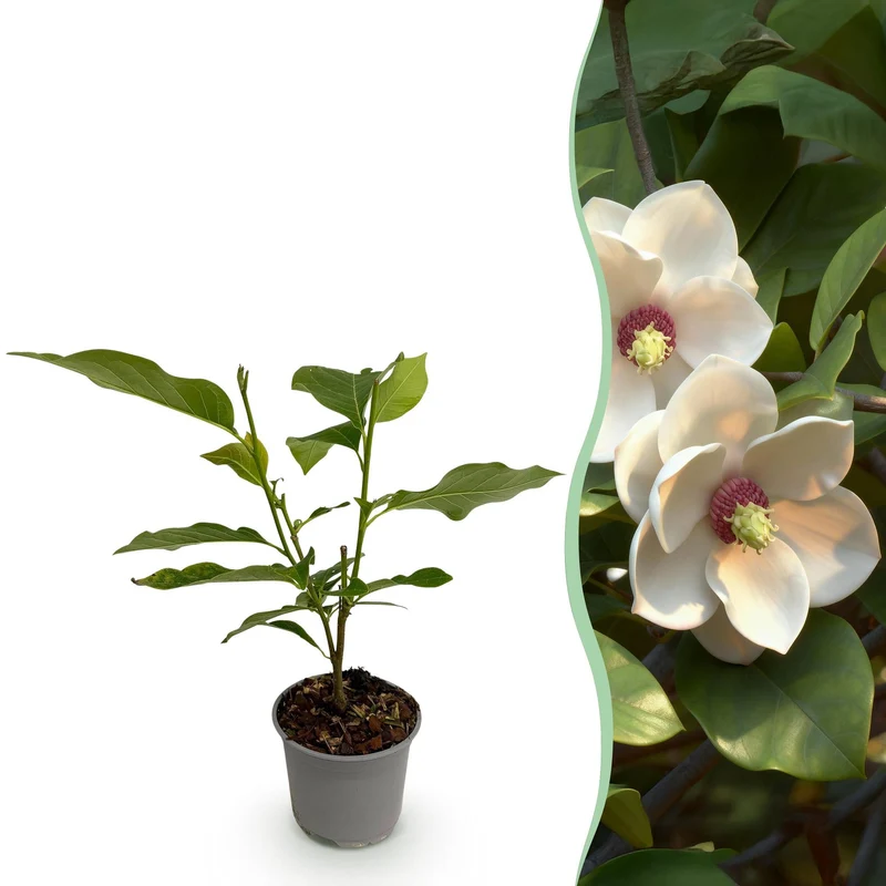 Magnolia sieboldii – laubabwerfend & pflegeleicht – weiß-rote Blüte – 12 cm Topf, ca. 30 cm hoch