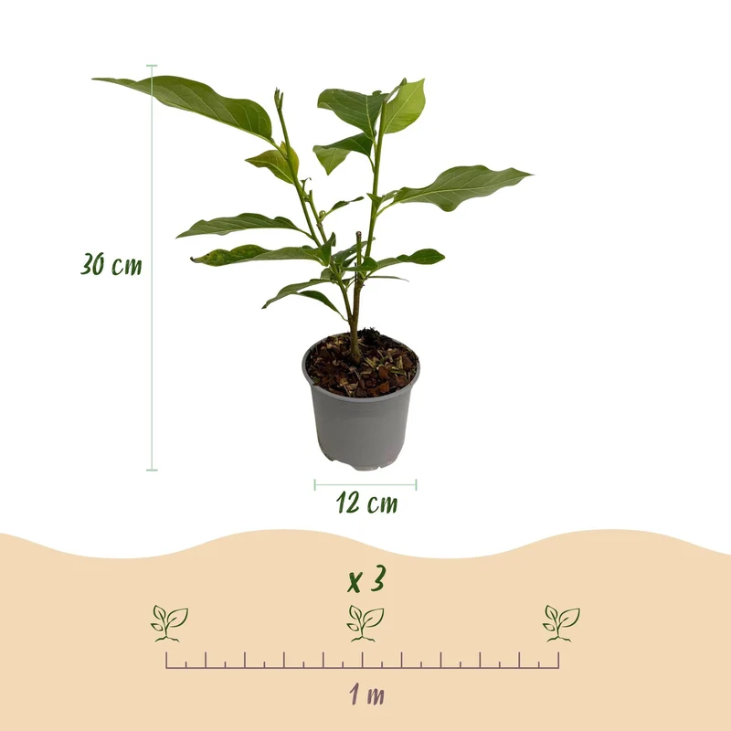 Magnolia sieboldii – laubabwerfend & pflegeleicht – weiß-rote Blüte – 12 cm Topf, ca. 30 cm hoch