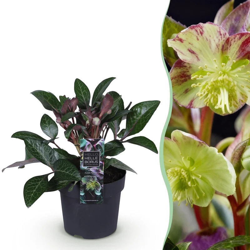 Helleborus lividus ‘Purple Marble’ – immergrün & pflegeleicht – violette Blüte – 14 cm Topf, ca. 35 cm hoch