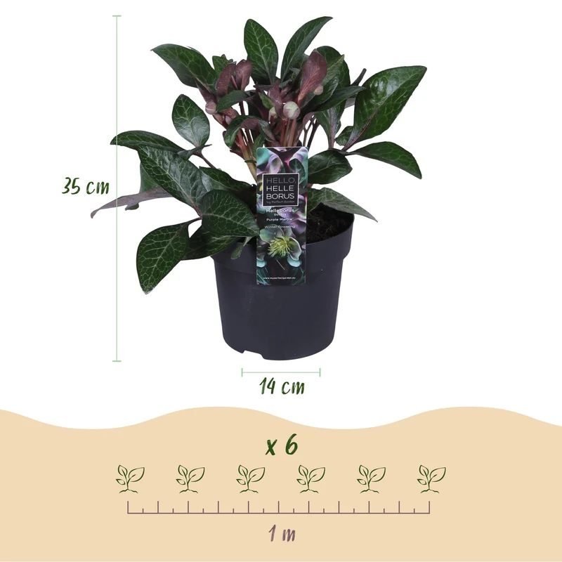 Helleborus lividus ‘Purple Marble’ – immergrün & pflegeleicht – violette Blüte – 14 cm Topf, ca. 35 cm hoch