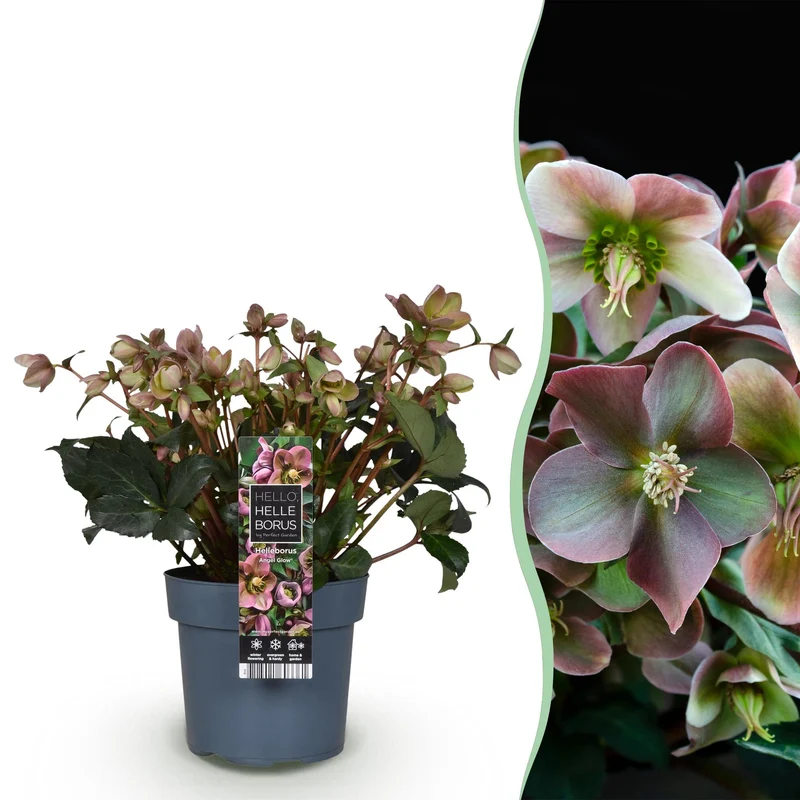 Helleborus ‘Angels Glow’ – immergrün & pflegeleicht – rosa Blüte – 19 cm Topf, ca. 50 cm hoch