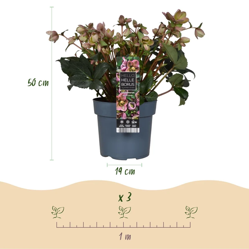 Helleborus ‘Angels Glow’ – immergrün & pflegeleicht – rosa Blüte – 19 cm Topf, ca. 50 cm hoch