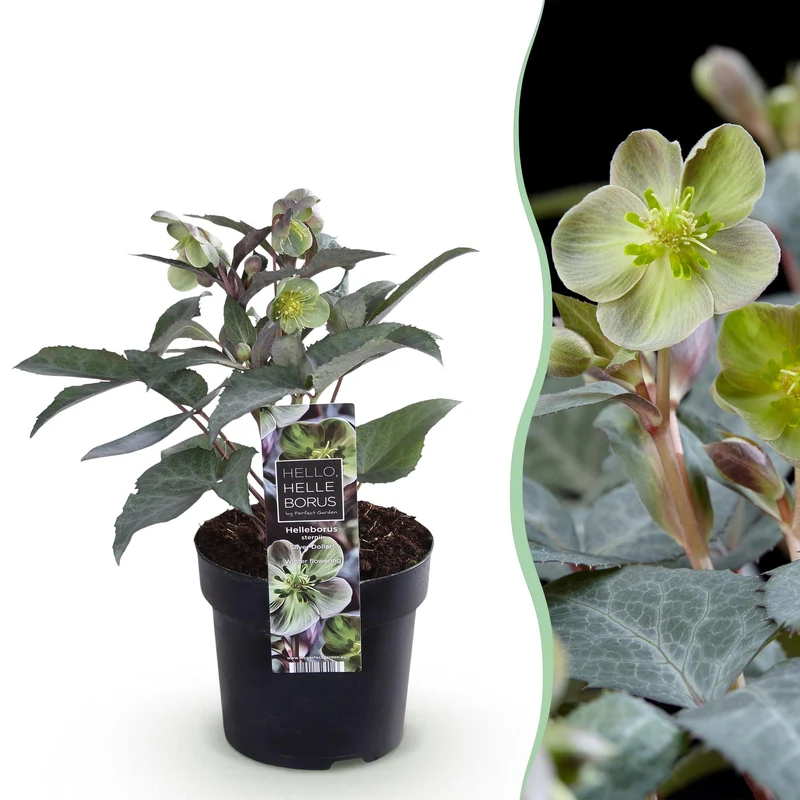 Helleborus sternii ‘Silver Dollar’ – immergrün & pflegeleicht – grüne Blüte – 14 cm Topf, ca. 35 cm hoch