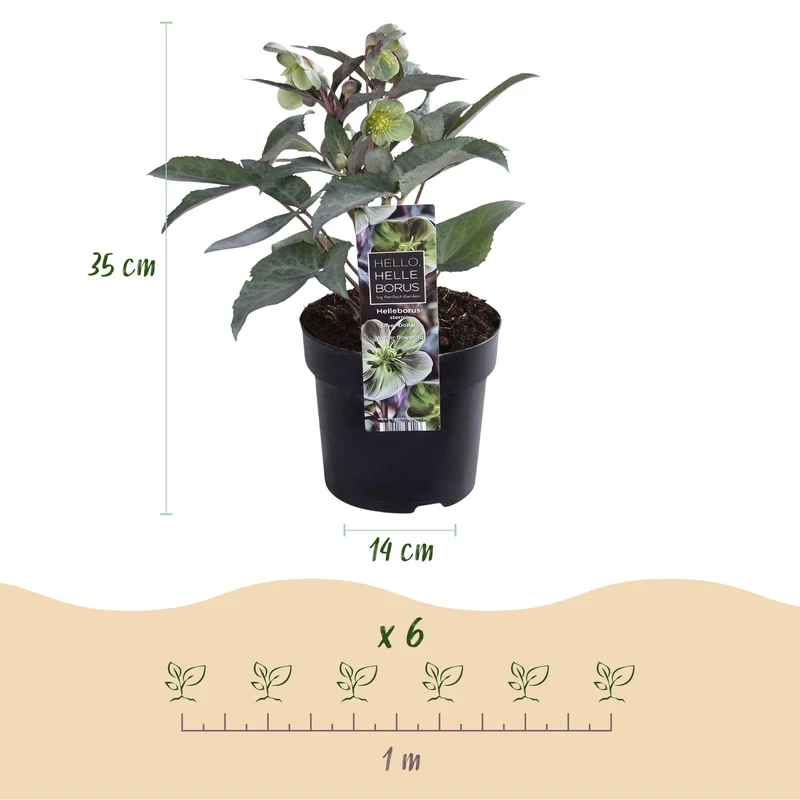 Helleborus sternii ‘Silver Dollar’ – immergrün & pflegeleicht – grüne Blüte – 14 cm Topf, ca. 35 cm hoch