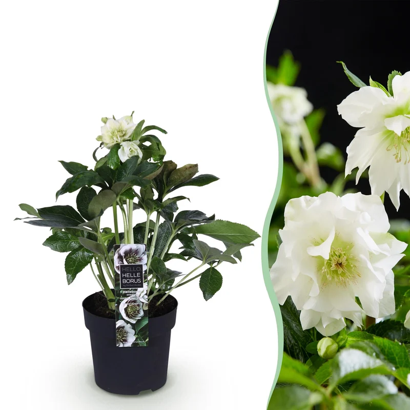 Helleborus orientalis ‘Double Ellen White’ – immergrün & pflegeleicht – weiße Blüte – 14 cm Topf, ca. 35 cm hoch