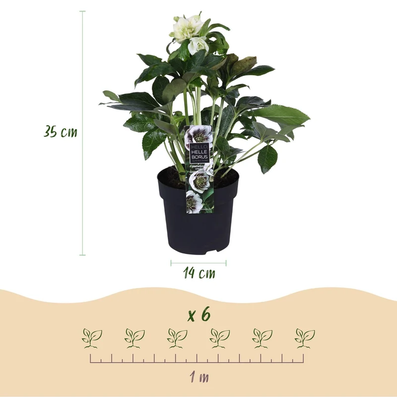 Helleborus orientalis ‘Double Ellen White’ – immergrün & pflegeleicht – weiße Blüte – 14 cm Topf, ca. 35 cm hoch