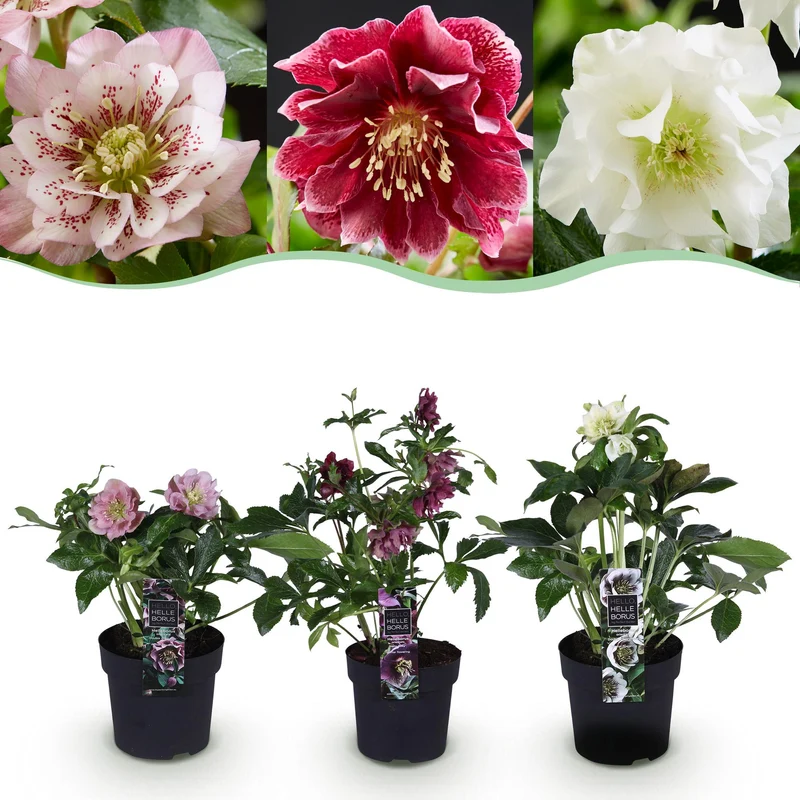 Helleborus orientalis « Double Tricolour » – persistante et facile d'entretien – 3 plantes – floraison rose-rouge-blanc – pot de 14 cm, hauteur env. 35 cm