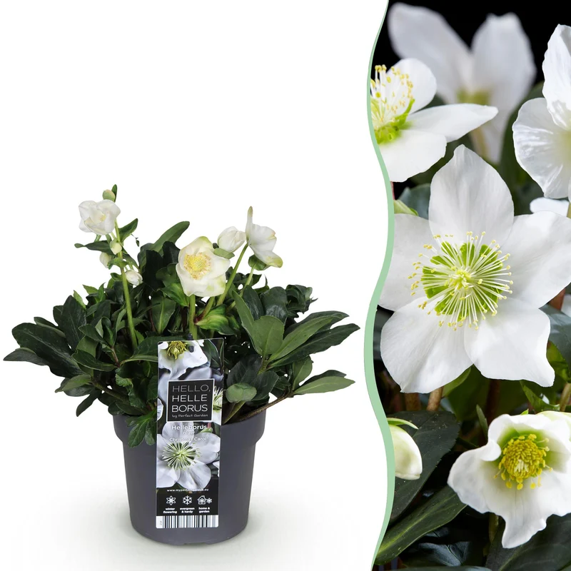 Helleborus 'Christmas Carol' – zimozielony – kwiaty białe – różnej wielkości i ilości sztuk