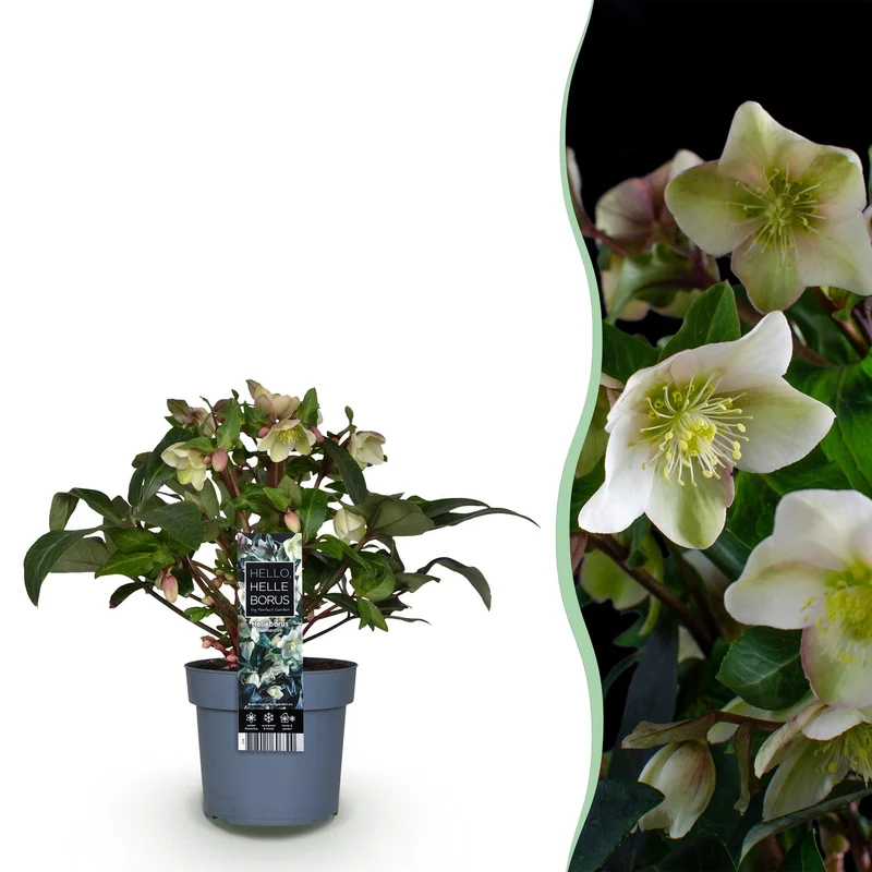 Helleborus ‘Diamfire’ – immergrün & pflegeleicht – grüne Blüte – 19 cm Topf, ca. 40 cm hoch
