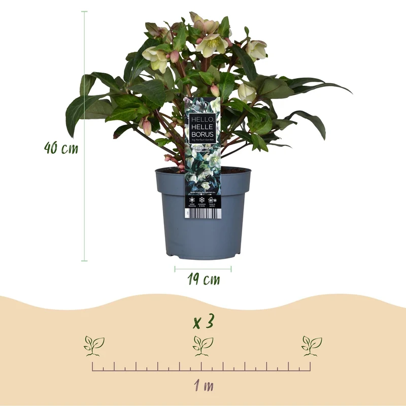 Helleborus ‘Diamfire’ – immergrün & pflegeleicht – grüne Blüte – 19 cm Topf, ca. 40 cm hoch