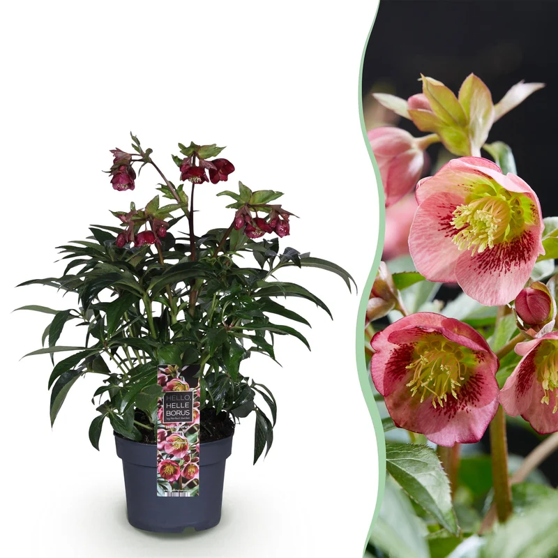Helleborus ‘Dacaya’ – immergrün & pflegeleicht – rosa Blüte – 19 cm Topf, ca. 50 cm hoch