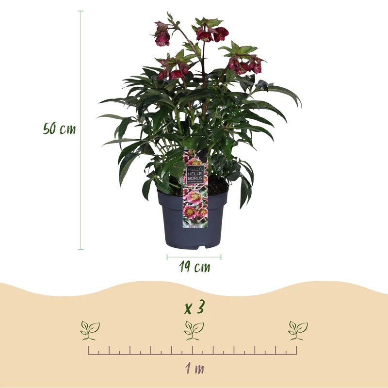 Helleborus ‘Dacaya’ – immergrün & pflegeleicht – rosa Blüte – 19 cm Topf, ca. 50 cm hoch