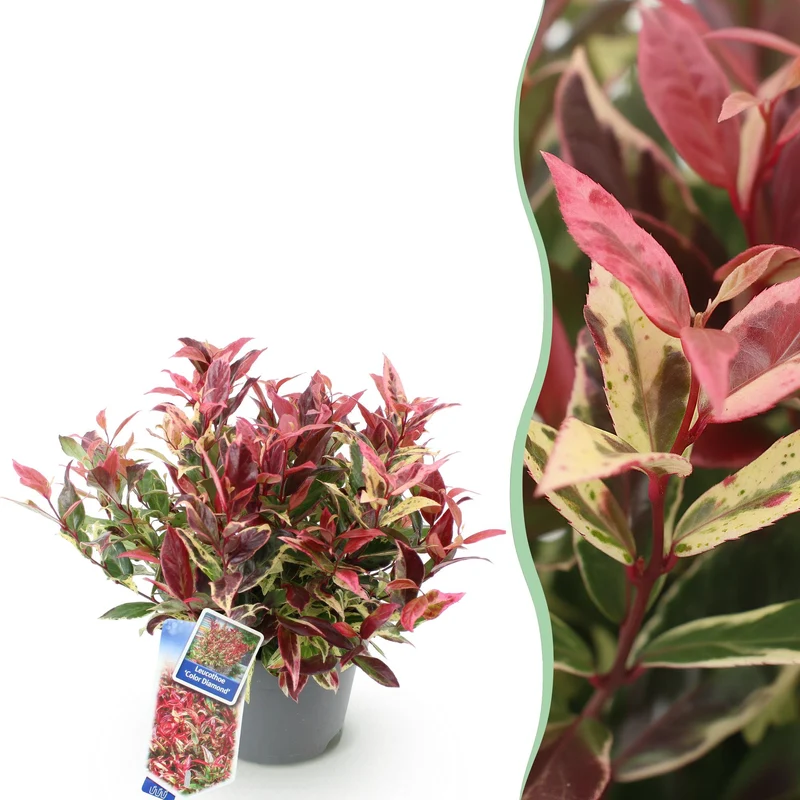Leucothoe ‘Colour Diamond’ – immergrün & pflegeleicht – bunt – 17 cm Topf, ca. 45 cm hoch