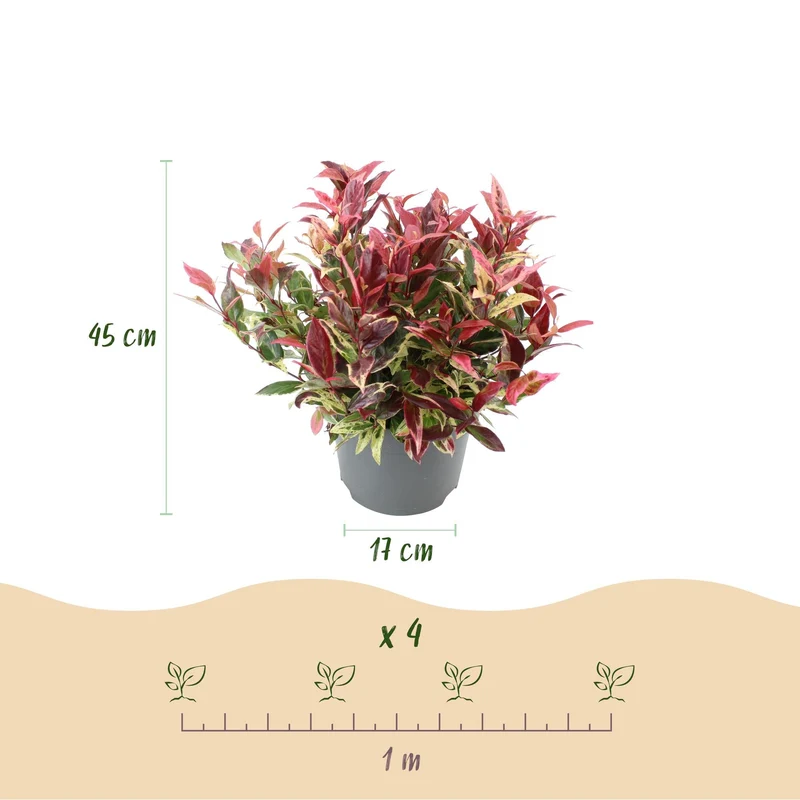 Leucothoe ‘Colour Diamond’ – immergrün & pflegeleicht – bunt – 17 cm Topf, ca. 45 cm hoch