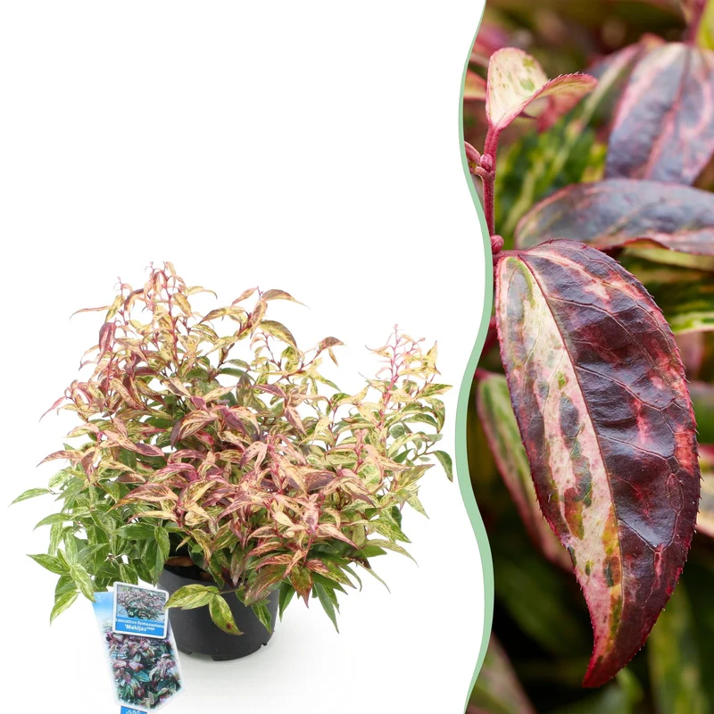 Leucothoe ‘Makijaz’ – immergrün & pflegeleicht – braun – 17 cm Topf, ca. 45 cm hoch