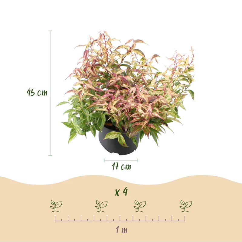 Leucothoe ‘Makijaz’ – immergrün & pflegeleicht – braun – 17 cm Topf, ca. 45 cm hoch