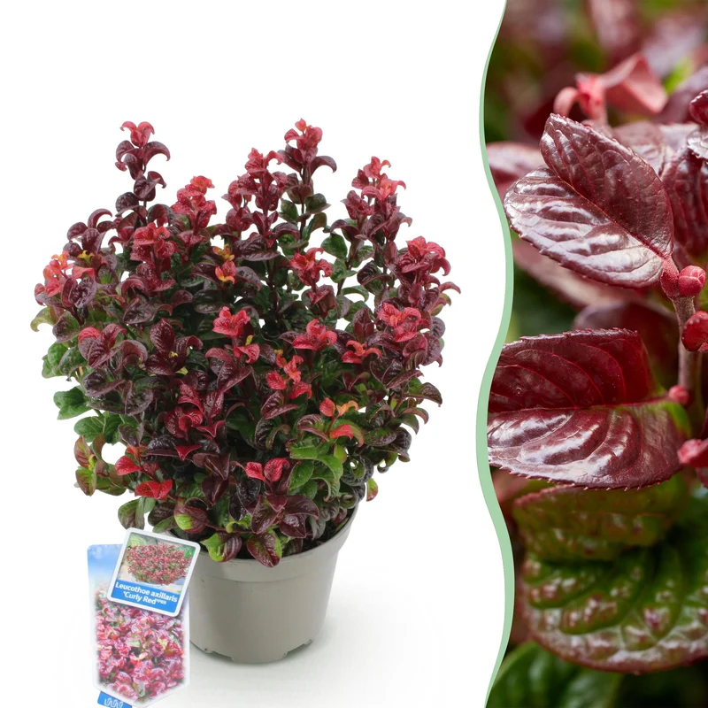 Leucothoe ‘Curly Red’ – immergrün & pflegeleicht – rot – 17 cm Topf, ca. 40 cm hoch