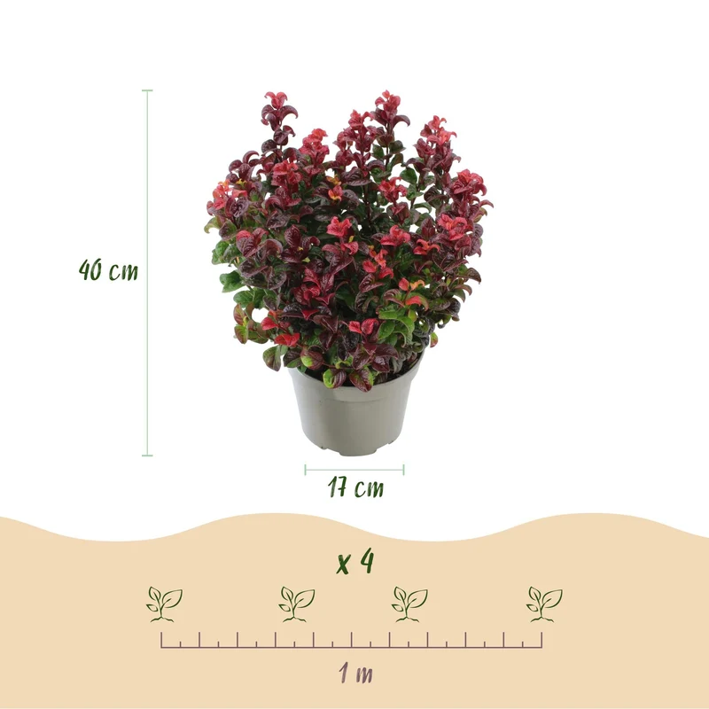 Leucothoe ‘Curly Red’ – immergrün & pflegeleicht – rot – 17 cm Topf, ca. 40 cm hoch