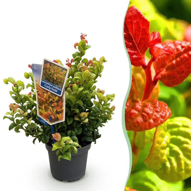Leucothoe ‘Curly Gold’ – immergrün & pflegeleicht – gelb – 17 cm Topf, ca. 40 cm hoch