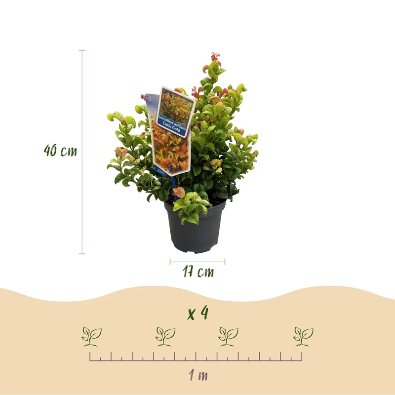 Leucothoe ‘Curly Gold’ – immergrün & pflegeleicht – gelb – 17 cm Topf, ca. 40 cm hoch