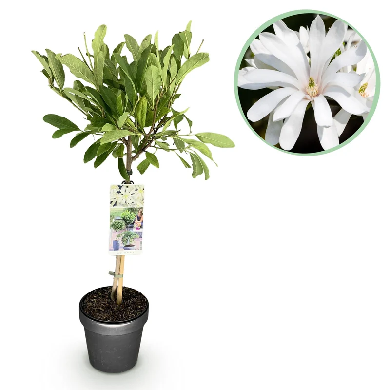 Magnolia stellata – laubabwerfend & winterhart – weiße Blüte – 19 cm Topf, ca. 90 cm hoch