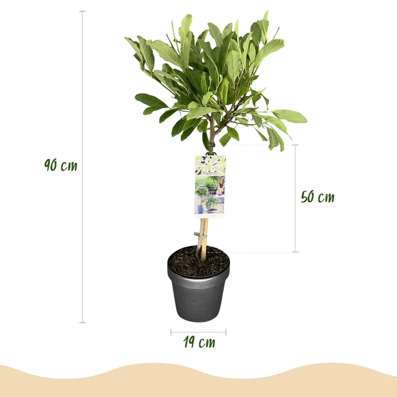 Magnolia stellata – laubabwerfend & winterhart – weiße Blüte – 19 cm Topf, ca. 90 cm hoch