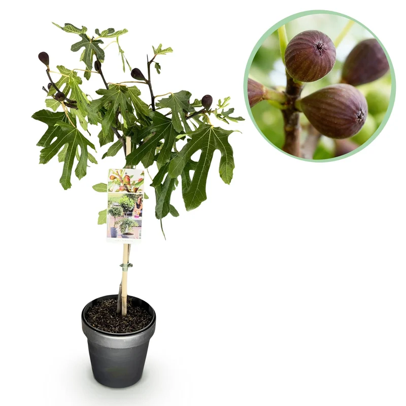 Ficus carica ‚Little Miss Figgy‘ – laubabwerfend & winterhart – grüne Frucht – 19 cm Topf, ca. 90 cm hoch