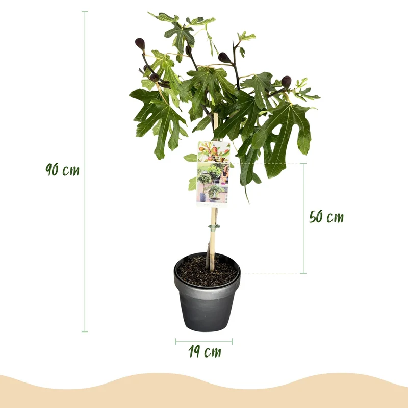 Ficus carica ‚Little Miss Figgy‘ – laubabwerfend & winterhart – grüne Frucht – 19 cm Topf, ca. 90 cm hoch