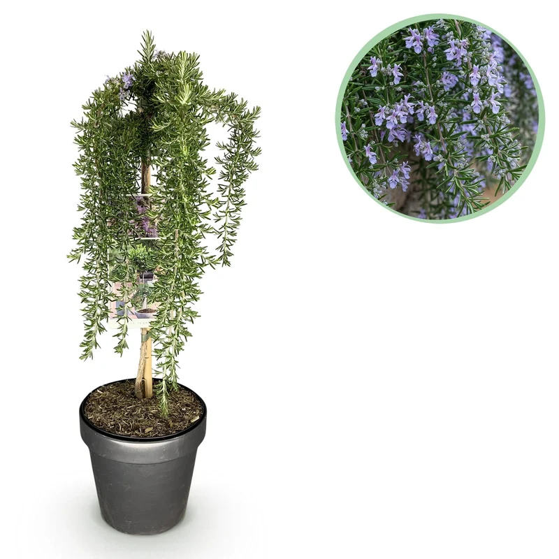 Rosmarinus officinalis ‚Prostratus‘ – immergrün & winterhart – lila Blüte – 19 cm Topf, ca. 90 cm hoch