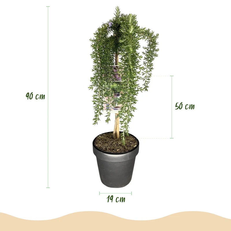 Rosmarinus officinalis ‚Prostratus‘ – immergrün & winterhart – lila Blüte – 19 cm Topf, ca. 90 cm hoch