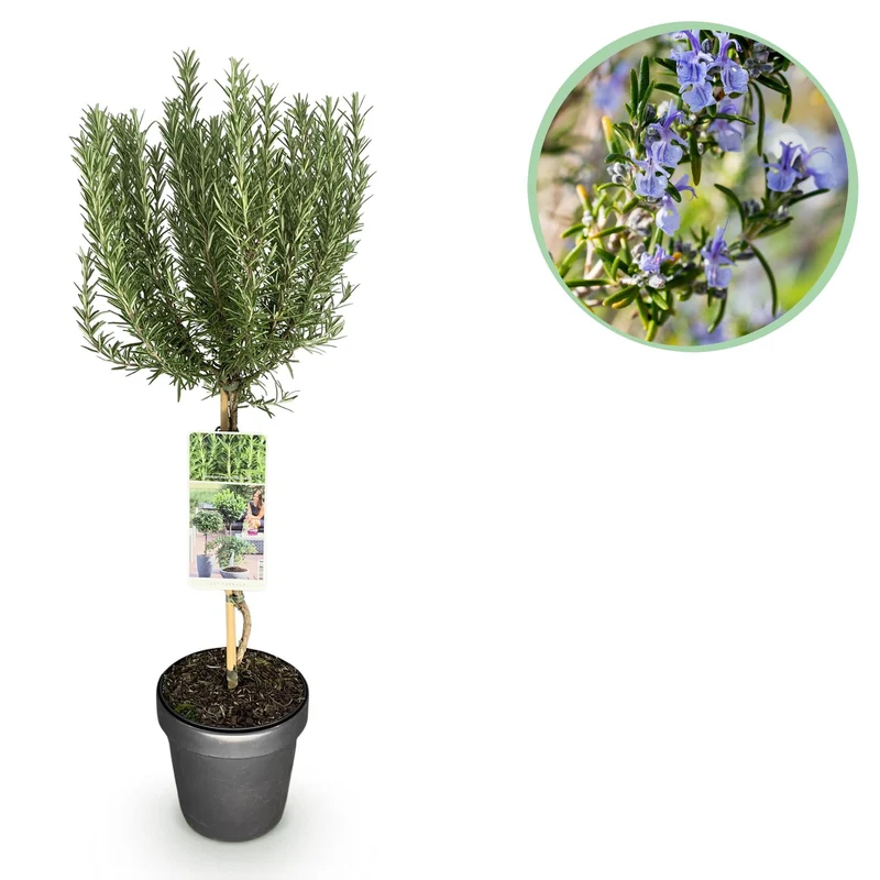 Rosmarinus officinalis – immergrün & winterhart – lila Blüte – 19 cm Topf, ca. 90 cm hoch