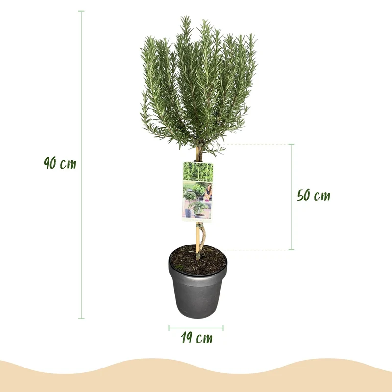 Rosmarinus officinalis – immergrün & winterhart – lila Blüte – 19 cm Topf, ca. 90 cm hoch