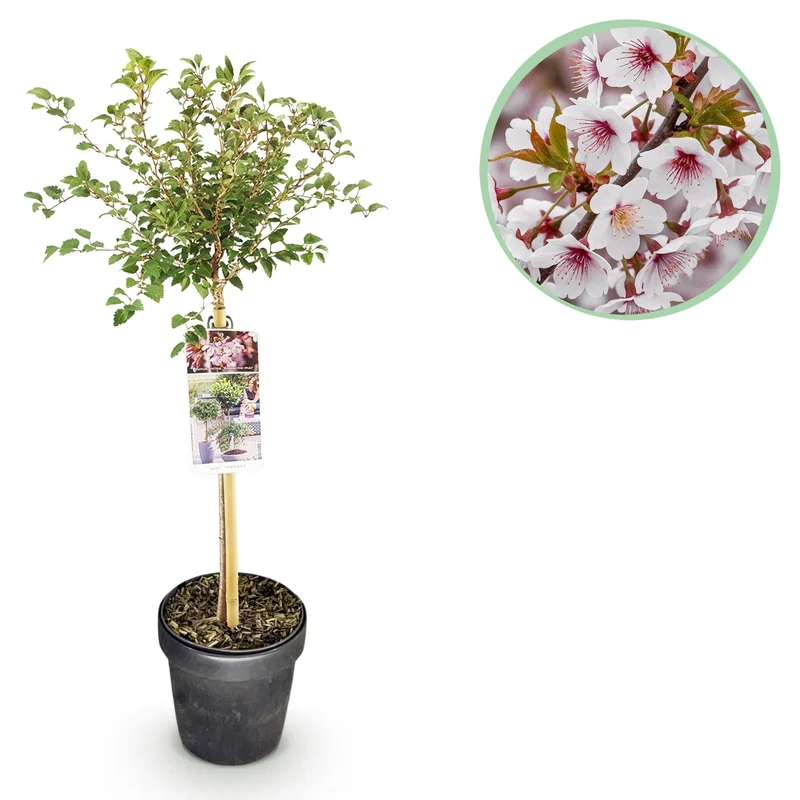 Prunus incisa ‚Koujou-no-mai‘ – laubabwerfend & winterhart – weiße Blüte – 19 cm Topf, ca. 90 cm hoch