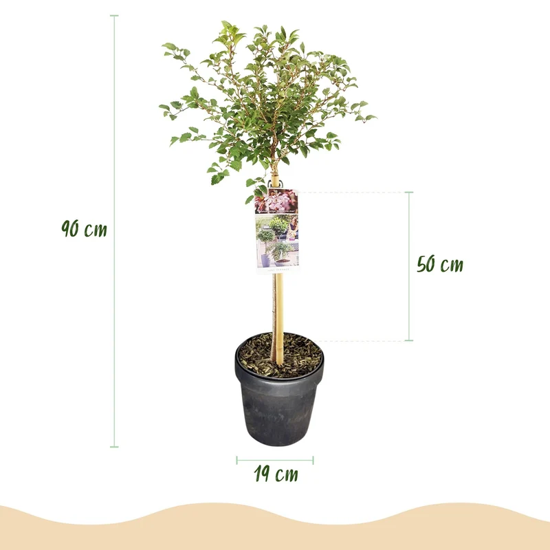 Prunus incisa ‚Koujou-no-mai‘ – laubabwerfend & winterhart – weiße Blüte – 19 cm Topf, ca. 90 cm hoch