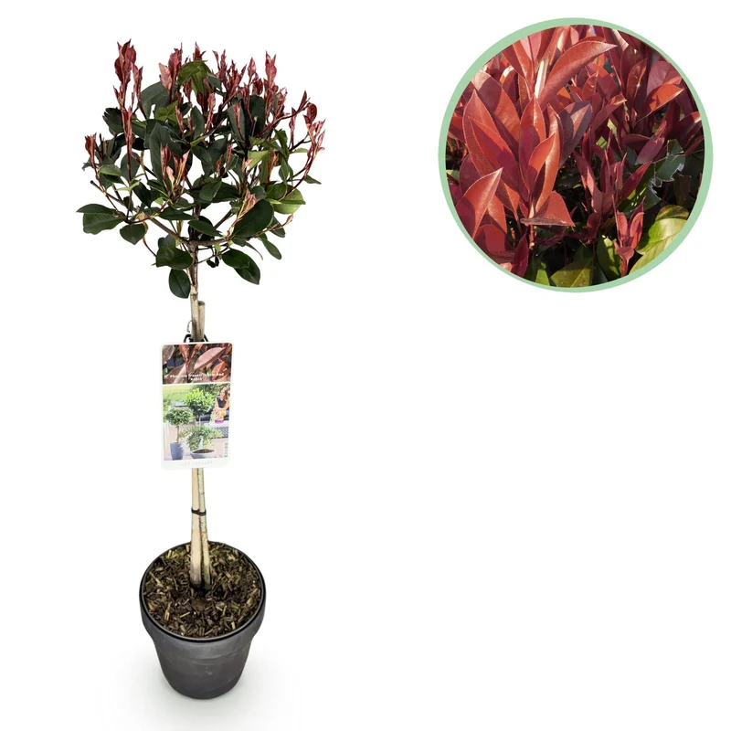 Photinia fraseri ‚Little Red Robin‘ – immergrün & winterhart – grün-rotes Blatt – 19 cm Topf, ca. 90 cm hoch