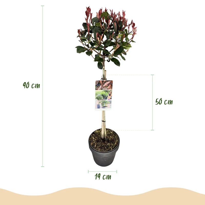 Photinia fraseri ‚Little Red Robin‘ – immergrün & winterhart – grün-rotes Blatt – 19 cm Topf, ca. 90 cm hoch
