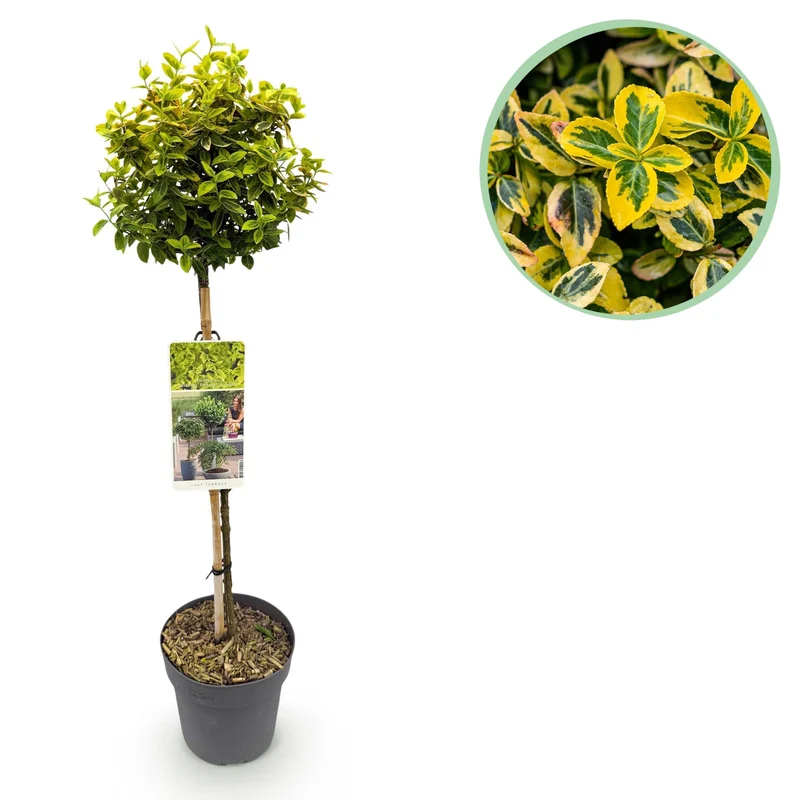 Euonymus fortunei ‚Emerald n Gold‘ – immergrün & winterhart – grün-gelbe Blätter – 19 cm Topf, ca. 90 cm hoch