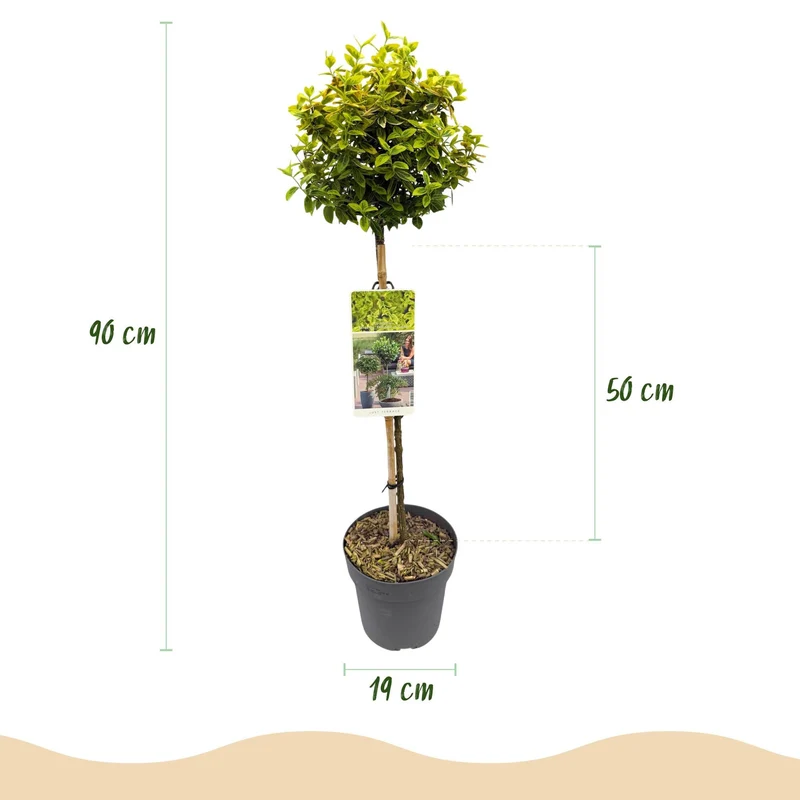 Euonymus fortunei ‚Emerald n Gold‘ – immergrün & winterhart – grün-gelbe Blätter – 19 cm Topf, ca. 90 cm hoch