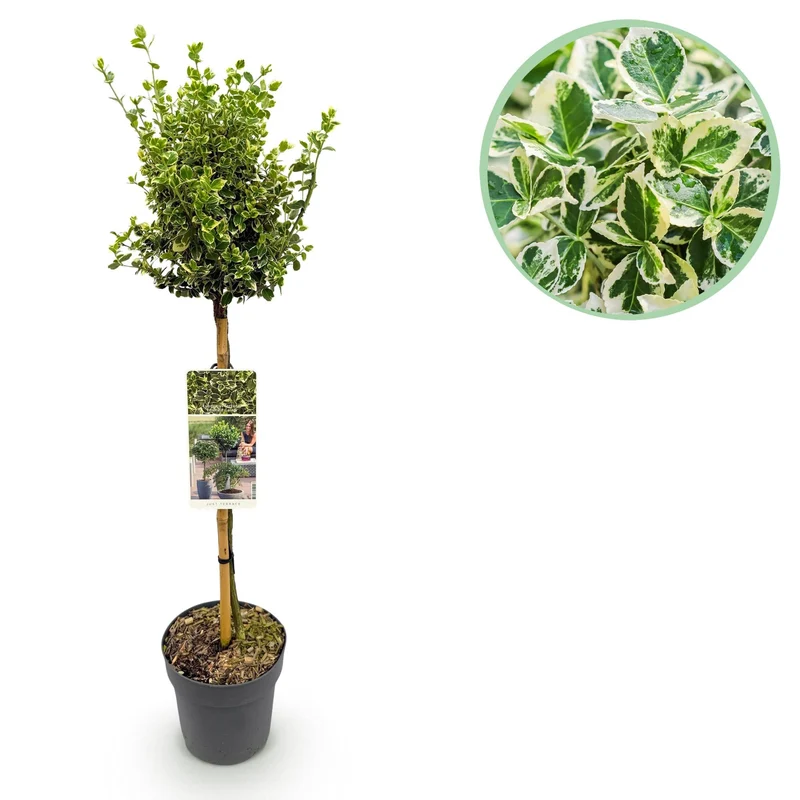 Euonymus fortunei ‚Emerald Gaiety‘ – immergrün & winterhart – grün-graues Blatt – 19 cm Topf, ca. 90 cm hoch