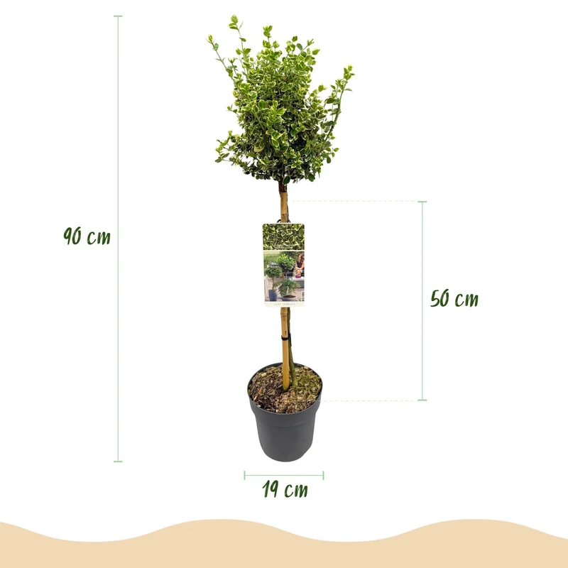 Euonymus fortunei ‚Emerald Gaiety‘ – immergrün & winterhart – grün-graues Blatt – 19 cm Topf, ca. 90 cm hoch
