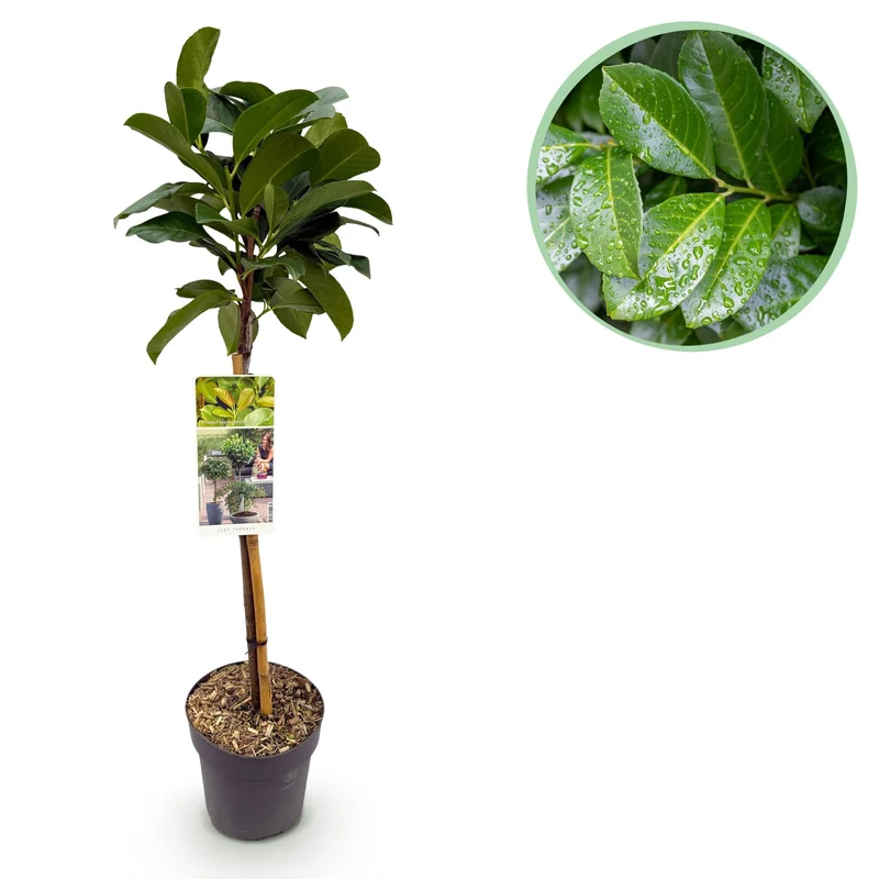 Prunus laurocerasus ‚Etna‘ – immergrün & winterhart – grünes Blatt – 19 cm Topf, ca. 90 cm hoch