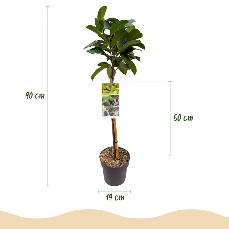 Prunus laurocerasus ‚Etna‘ – immergrün & winterhart – grünes Blatt – 19 cm Topf, ca. 90 cm hoch