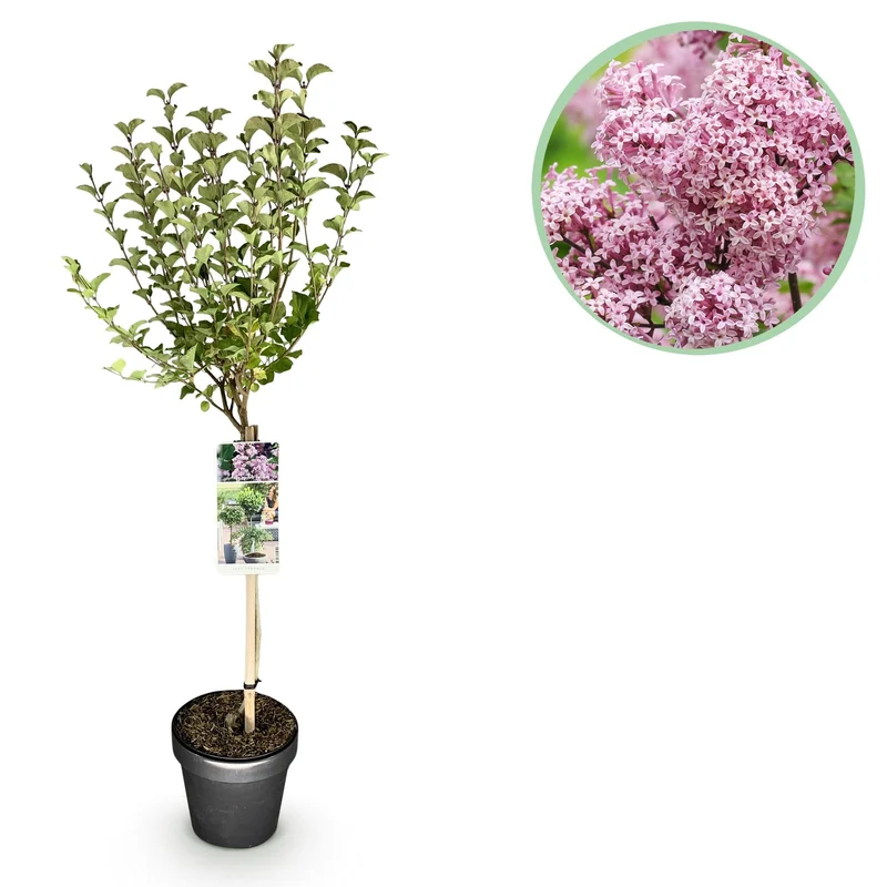 Syringa meyeri ‚Palibin‘ – laubabwerfend & winterhart – lila Blüte – 19 cm Topf, ca. 90 cm hoch