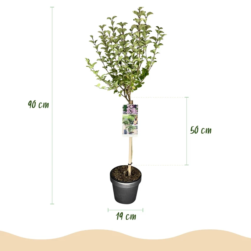 Syringa meyeri ‚Palibin‘ – laubabwerfend & winterhart – lila Blüte – 19 cm Topf, ca. 90 cm hoch