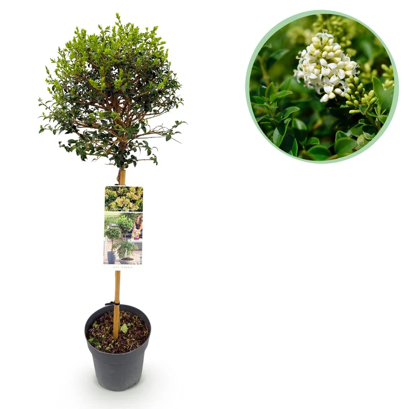 Ligustrum delavayanum – immergrün & winterhart – grüne Blätter – 19 cm Topf, ca. 90 cm hoch