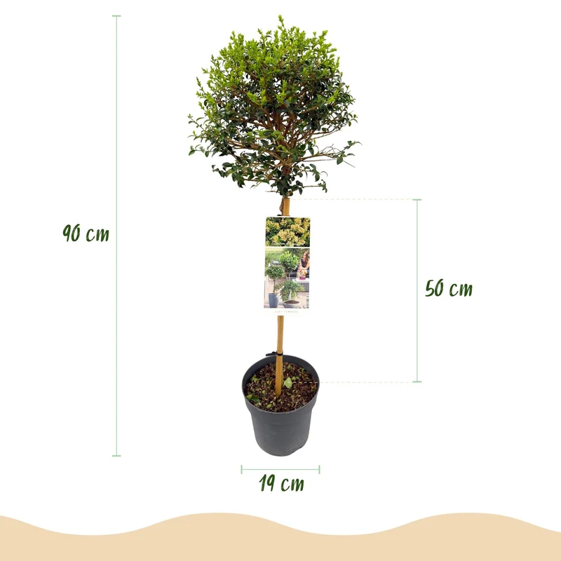 Ligustrum delavayanum – immergrün & winterhart – grüne Blätter – 19 cm Topf, ca. 90 cm hoch