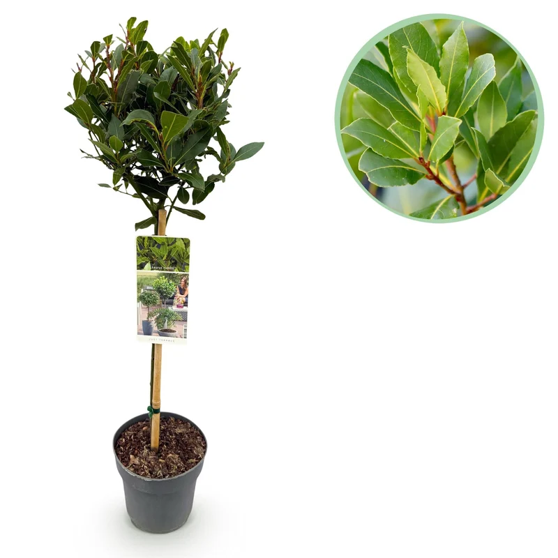 Laurus nobilis – immergrün & winterhart – grüne Blätter – 19 cm Topf, ca. 90 cm hoch